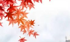 预计2022年11月份，生肖属狗人在事业领域面临下行态势的运势展望