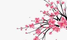 2022年生肖猪的运势预测：财运、爱情和职场展望及建议