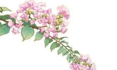 2022年虎猪年生肖属相运势预测：详尽解析您在新的一年里的命运走向与发展趋势