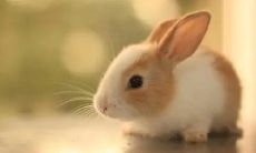 2023年将不再产生农历兔年的三月和九月