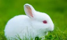 兔子寿命63年，选哪层楼最合适？建议安居六楼！