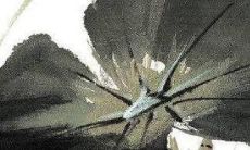 探寻2022年狗狗命运走势：详尽预测与分析