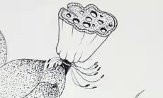 转变多端，如何应对属虎人50岁后的人生挑战？