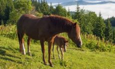 属马人的寿命受限于禁怒和多运动的影响，以78年为例