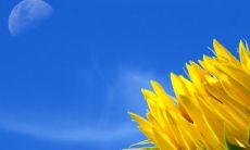 当属龙和属蛇的人选择结婚时，他们面临着这样一个现实：由于两种属相无法生育后代，他们是否可以在婚姻中获得幸福？