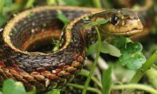 探究2001年属蛇人在2023年的运势和运程：22岁生肖蛇的每月运势在兔年详解