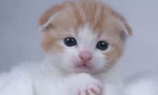 属龙和属猪的婚配是否合适？破解属相相冲带来的影响，猪和龙在一起是否会影响到周围的人？