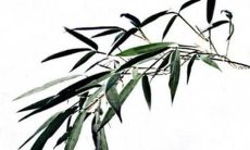 2022年完整版77年兔男的运势预测：揭示命运走势，详细分析星座影响，探究幸福财富之路！