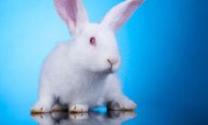 属兔男性的性格特点和脾气：温和、谦逊、不好争辩