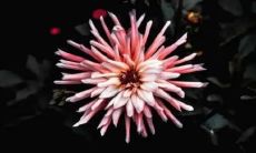 90年马五行属土还是金 90年马的总体命运解析