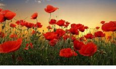 72年属鼠女在婚姻中的状态