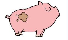 A型血属猪的人的性格分析