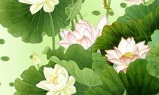 属兔犯太岁的生肖年份