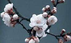 算命2022年运势八字免费