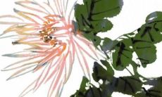 庚金龙命人2022年运势