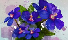 1967年属羊人2022年全年运势详解