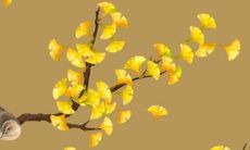 属虎的化解太岁