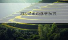 2022年的狗运势如何