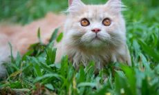 属龙跟谁相克 千万不能在一起