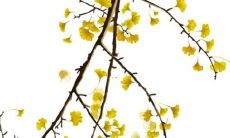 杨幂2022年八字运势