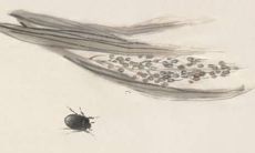 属虎的人适合戴什么玉石