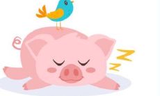 属猪的人在虎年的运势 财运稳步前进感情不顺