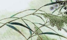 2022年牛女学业运势