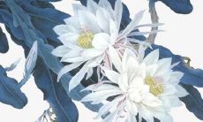 双鱼2022每月运势