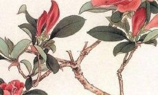 属羊的运势2022年爱情