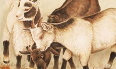 1943年出生79岁生肖羊男2021年运势 43年今年运气如何