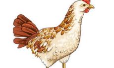 1969年属鸡女人2022年运势及运程如何 69年53岁生肖狗2022年全年每月运势女性