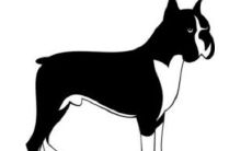 1970年属狗女人2022年运势及运程如何 70年52岁生肖狗2022年全年每月运势女性