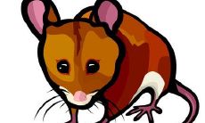 1972年属鼠女人2022年运势及运程如何 72年50岁生肖鼠2022年全年每月运势女性