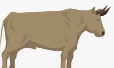 1985年属牛女人2022年运势及运程如何 85年37岁生肖牛2022年全年每月运势女性