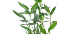 2022年犯太岁的五大生肖图片