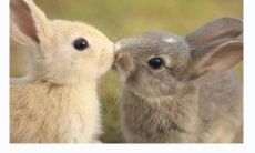 属龙人和属兔可以在一起吗 可以共事吗