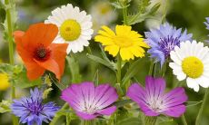 梦见老虎上房追人是什么意思