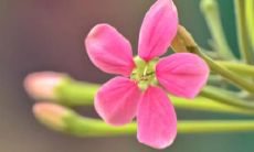 梦见摘甜菜是什么意思