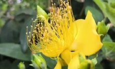 梦见冥币被烧了是什么意思