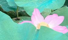 2022年属牛的运势方位