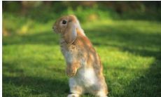 属兔的男生和属牛的女生爱情指数