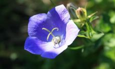 梦见亲吻开房是什么意思