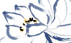 1971出生猪2022年运势