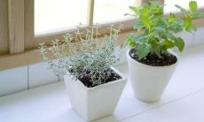 梦见巨蜈蚣是什么意思