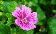 梦见魔法之城是什么意思