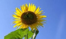 怀孕梦见两条蛇