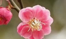 梦见上门牙掉了是什么意思