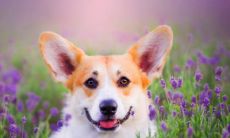 头尖额窄的面相好不好 额头窄的男人是穷命吗