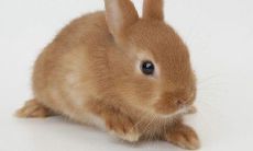 属马午时出生的女孩命运好不好