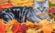 生肖属鼠的感情必杀技